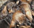Teckelkennel "van den Wezenhooghte"